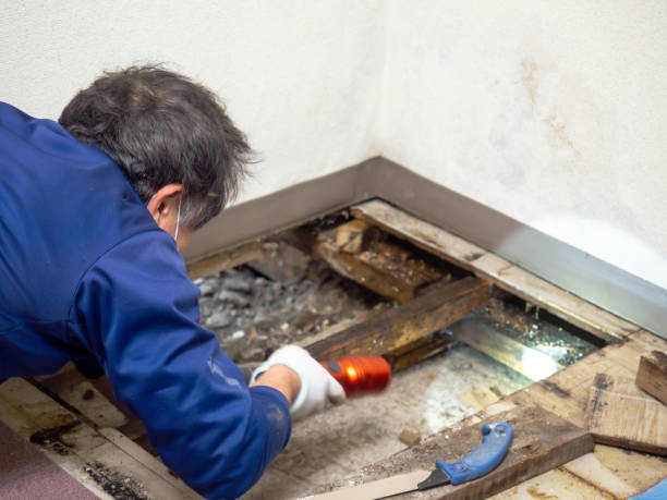 Best Residential Mold Remediation in Mccoll, SC