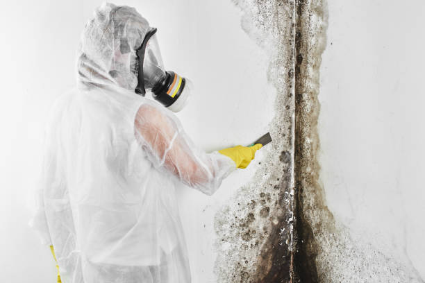 Best Health and Safety Mold Remediation in Mccoll, SC