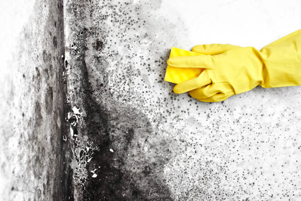 Best White Mold Remediation in Mccoll, SC