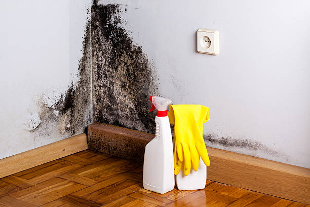 Best Health and Safety Mold Remediation in Mccoll, SC